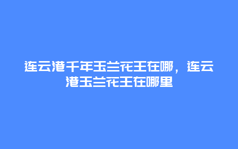 連云港千年玉蘭花王在哪，連云港玉蘭花王在哪里