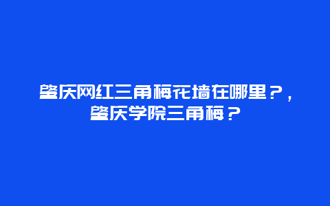 肇慶網紅三角梅花墻在哪里？，肇慶學院三角梅？