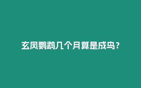 玄鳳鸚鵡幾個(gè)月算是成鳥？