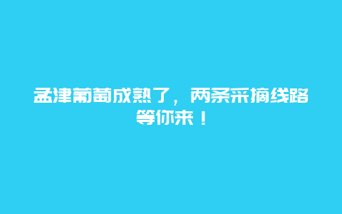 孟津葡萄成熟了，兩條采摘線路等你來！