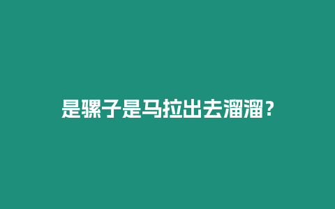 是騾子是馬拉出去溜溜？