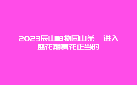 2024辰山植物園山茱萸進入盛花期賞花正當時