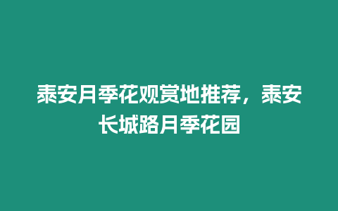 泰安月季花觀賞地推薦，泰安長城路月季花園