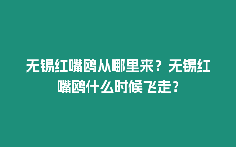 無錫紅嘴鷗從哪里來？無錫紅嘴鷗什么時候飛走？