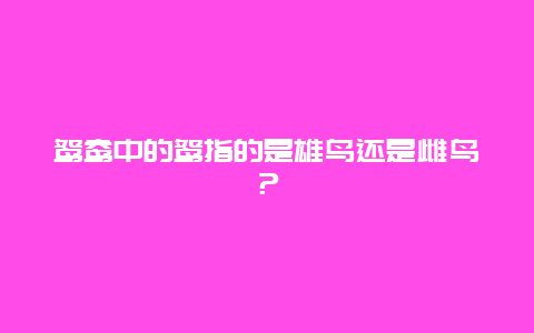 鴛鴦中的鴛指的是雄鳥還是雌鳥？