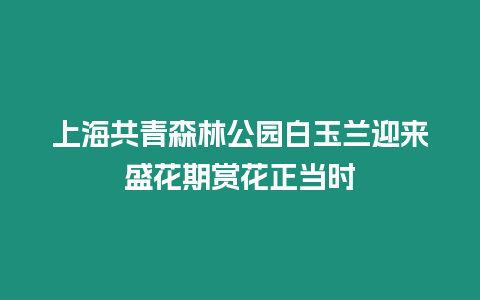 上海共青森林公園白玉蘭迎來盛花期賞花正當時