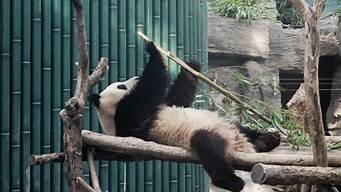 北京動物園熊貓館需要單獨買票嗎（北京動物園熊貓館能單獨買票嗎）