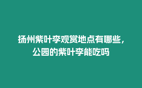 揚州紫葉李觀賞地點有哪些，公園的紫葉李能吃嗎