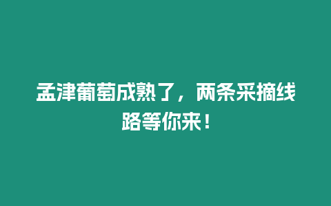 孟津葡萄成熟了，兩條采摘線路等你來！