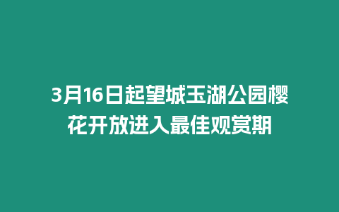 3月16日起望城玉湖公園櫻花開放進入最佳觀賞期