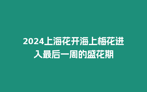 2024上?；ㄩ_海上梅花進(jìn)入最后一周的盛花期