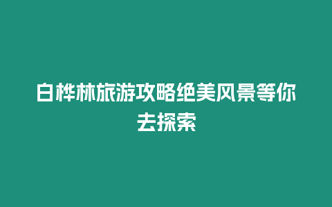 白樺林旅游攻略絕美風景等你去探索