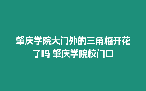 肇慶學院大門外的三角梅開花了嗎 肇慶學院校門口