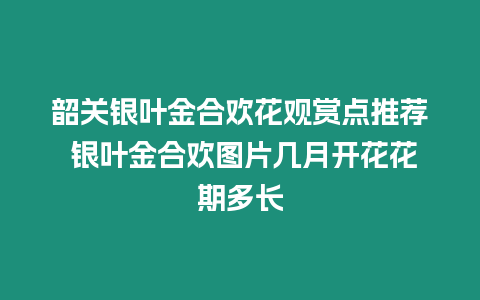 韶關銀葉金合歡花觀賞點推薦 銀葉金合歡圖片幾月開花花期多長