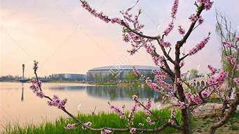 成都東安湖的桃花哪里比較多（成都東安湖公園好久開園）