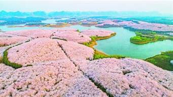 2024年貴安櫻花園晚櫻 貴安櫻花園門票多少錢