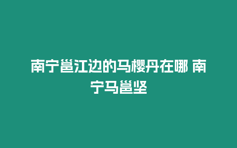 南寧邕江邊的馬櫻丹在哪 南寧馬邕堅