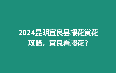 2024昆明宜良縣櫻花賞花攻略，宜良看櫻花？