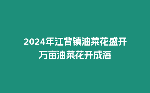 2024年江背鎮(zhèn)油菜花盛開(kāi)萬(wàn)畝油菜花開(kāi)成海