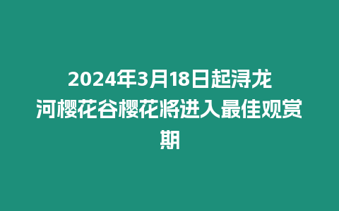 2024年3月18日起潯龍河櫻花谷櫻花將進入最佳觀賞期