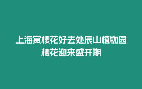 上海賞櫻花好去處辰山植物園櫻花迎來盛開期