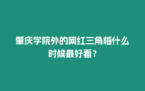 肇慶學院外的網紅三角梅什么時候最好看？